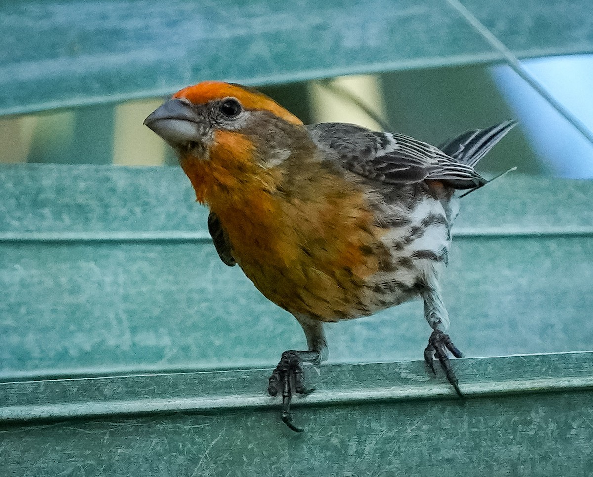 House Finch - ML617873574