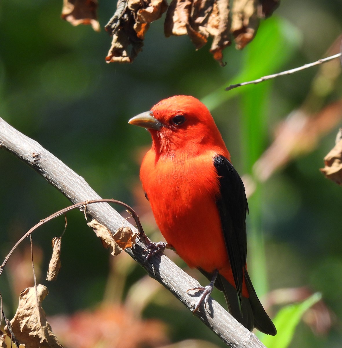 Scarlet Tanager - ML617873584