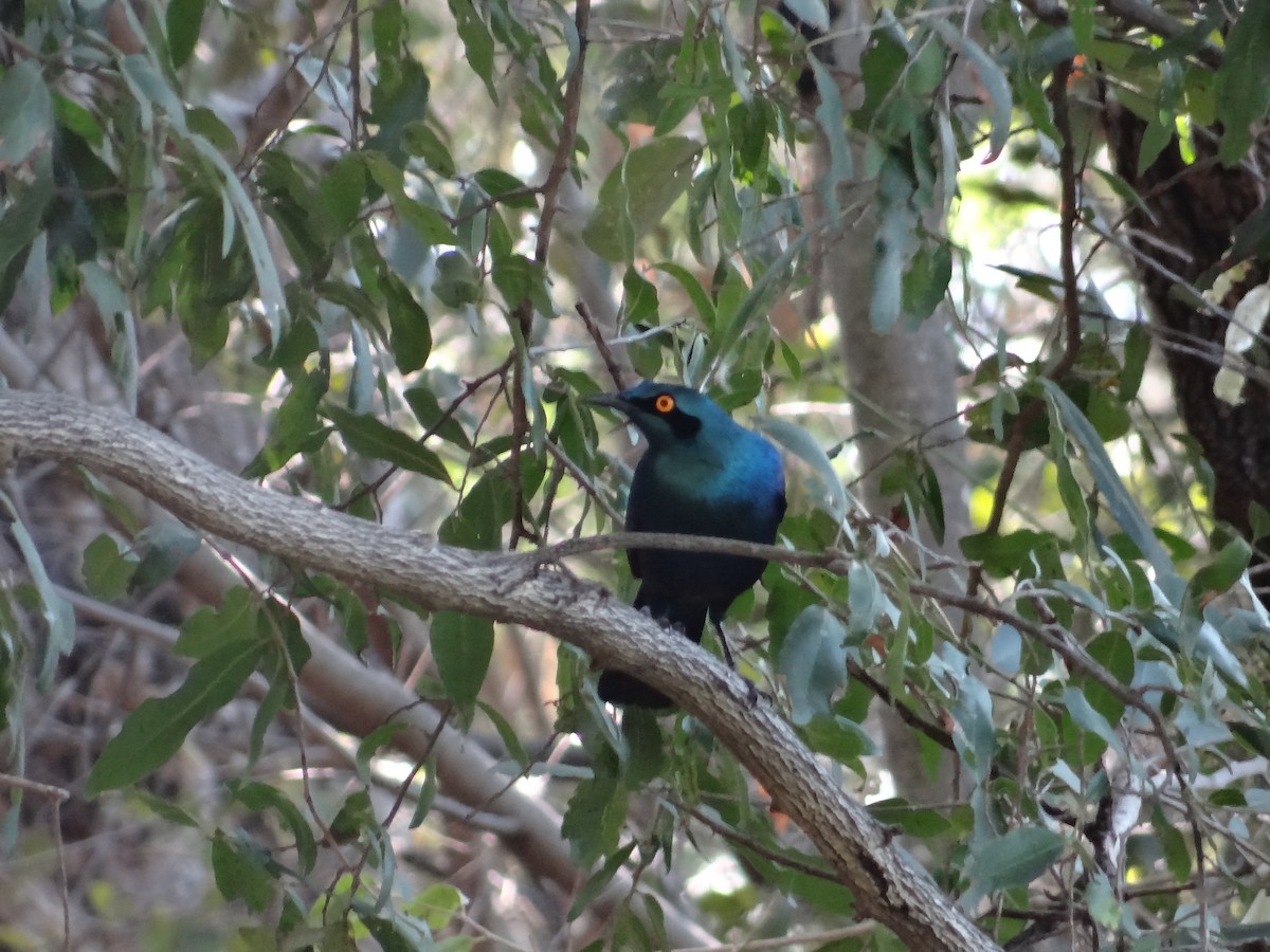 Greater Blue-eared Starling - ML617873615