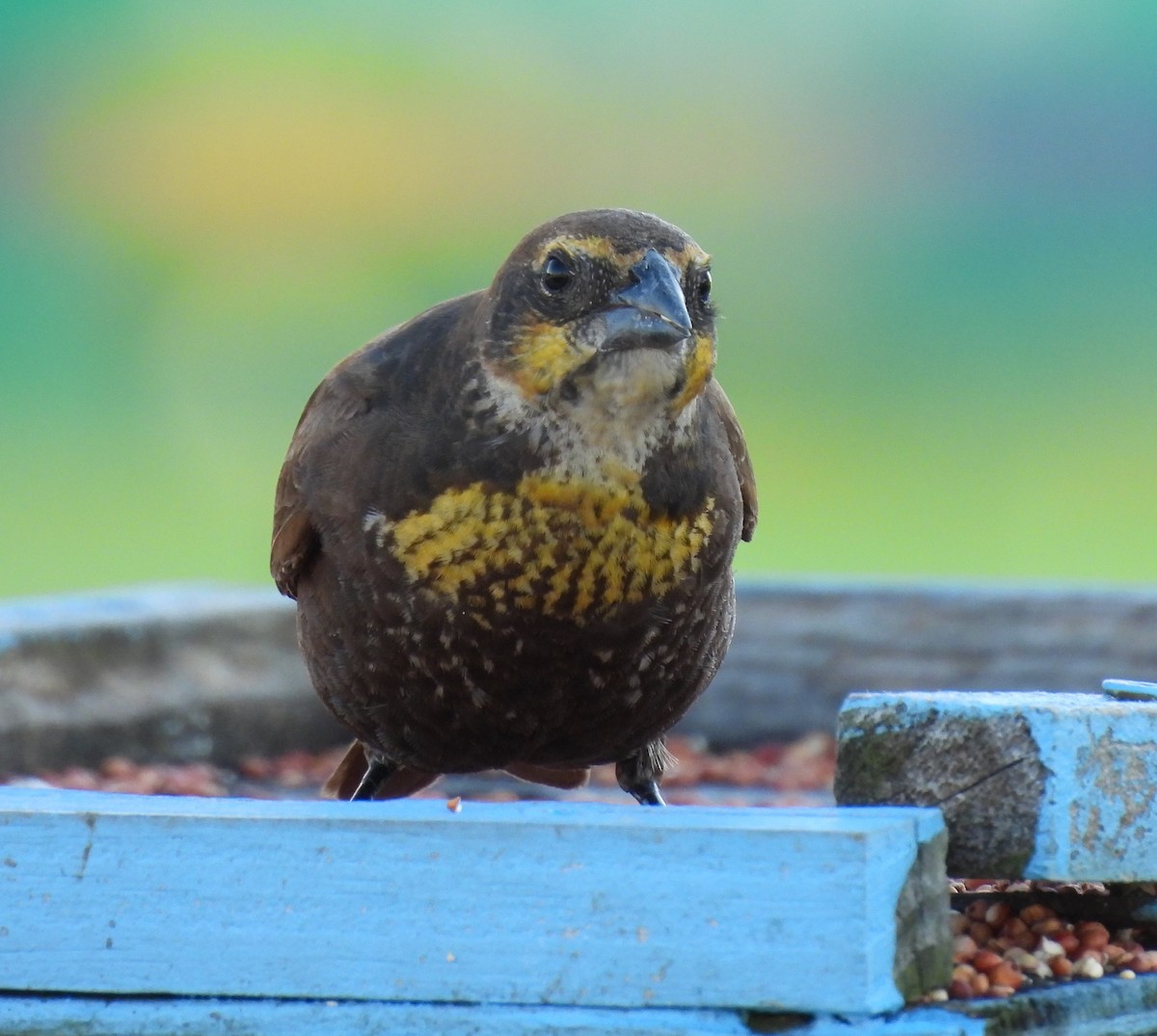 Yellow-headed Blackbird - ML617873622