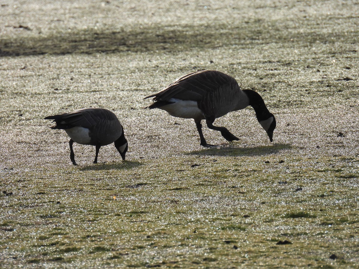 Cackling Goose - Jody  Wells