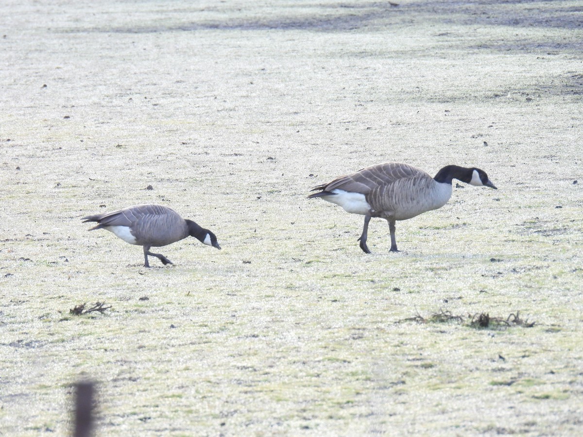 Cackling Goose - ML617873676