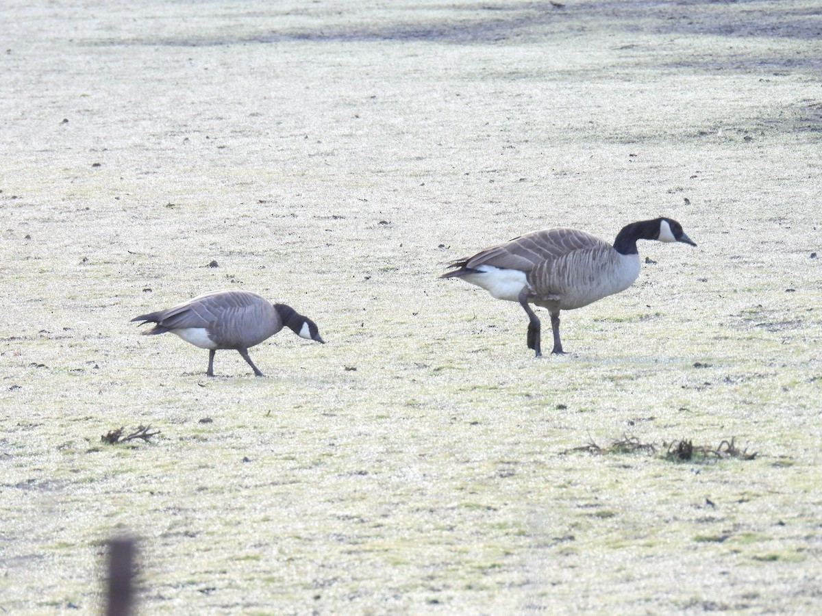 Cackling Goose - ML617873682