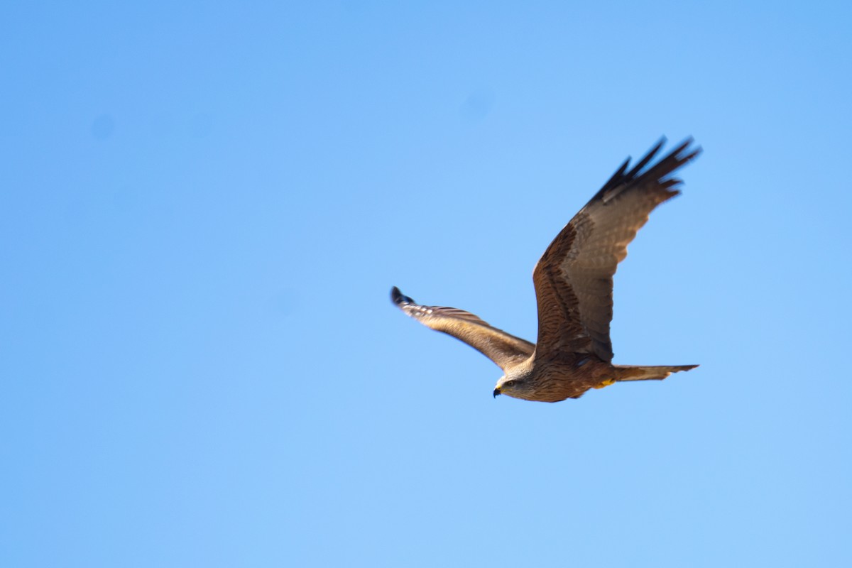 Black Kite - ML617873720