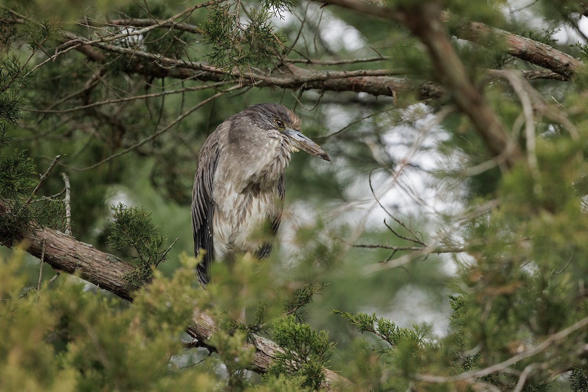 Yellow-crowned Night Heron - ML617873725