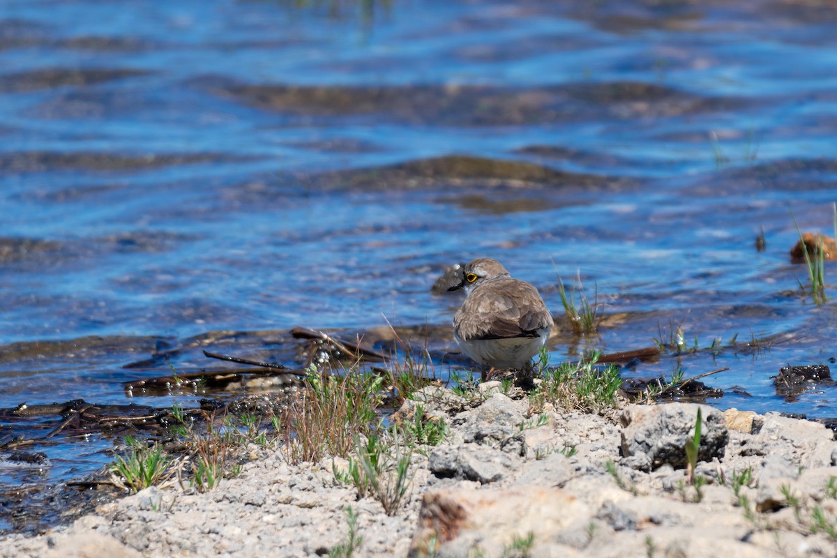 Little Ringed Plover - ML617873730