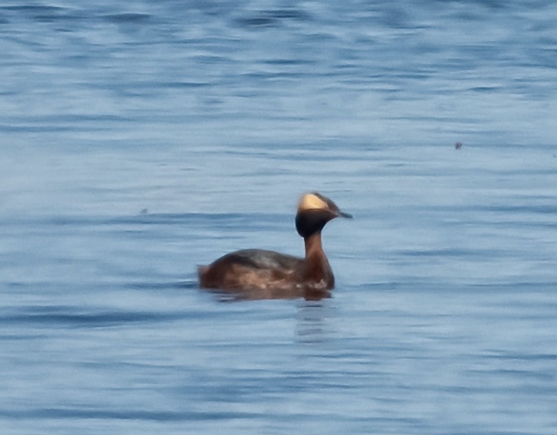 Horned Grebe - ML617873746