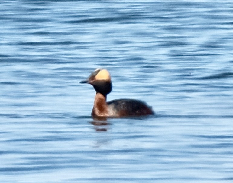 Horned Grebe - ML617873747