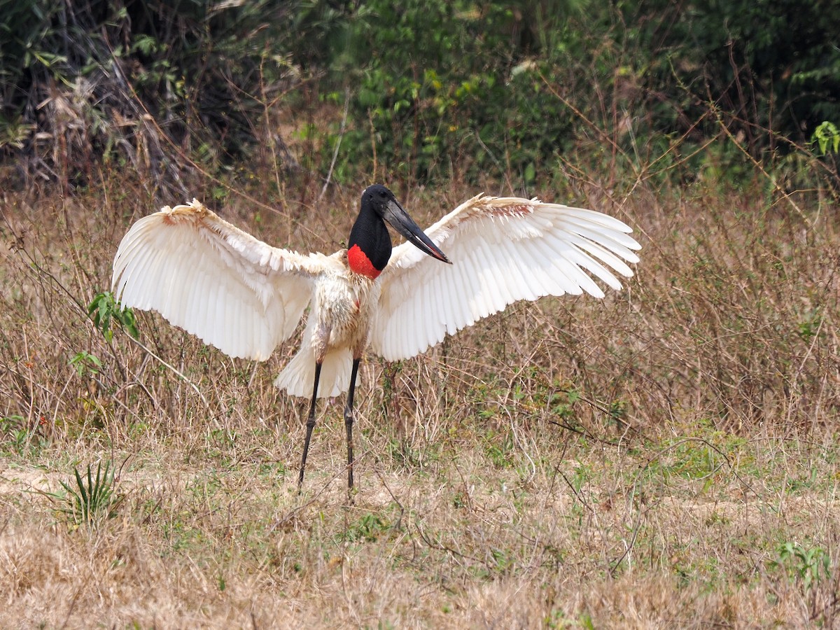 Jabiru - ML617873754