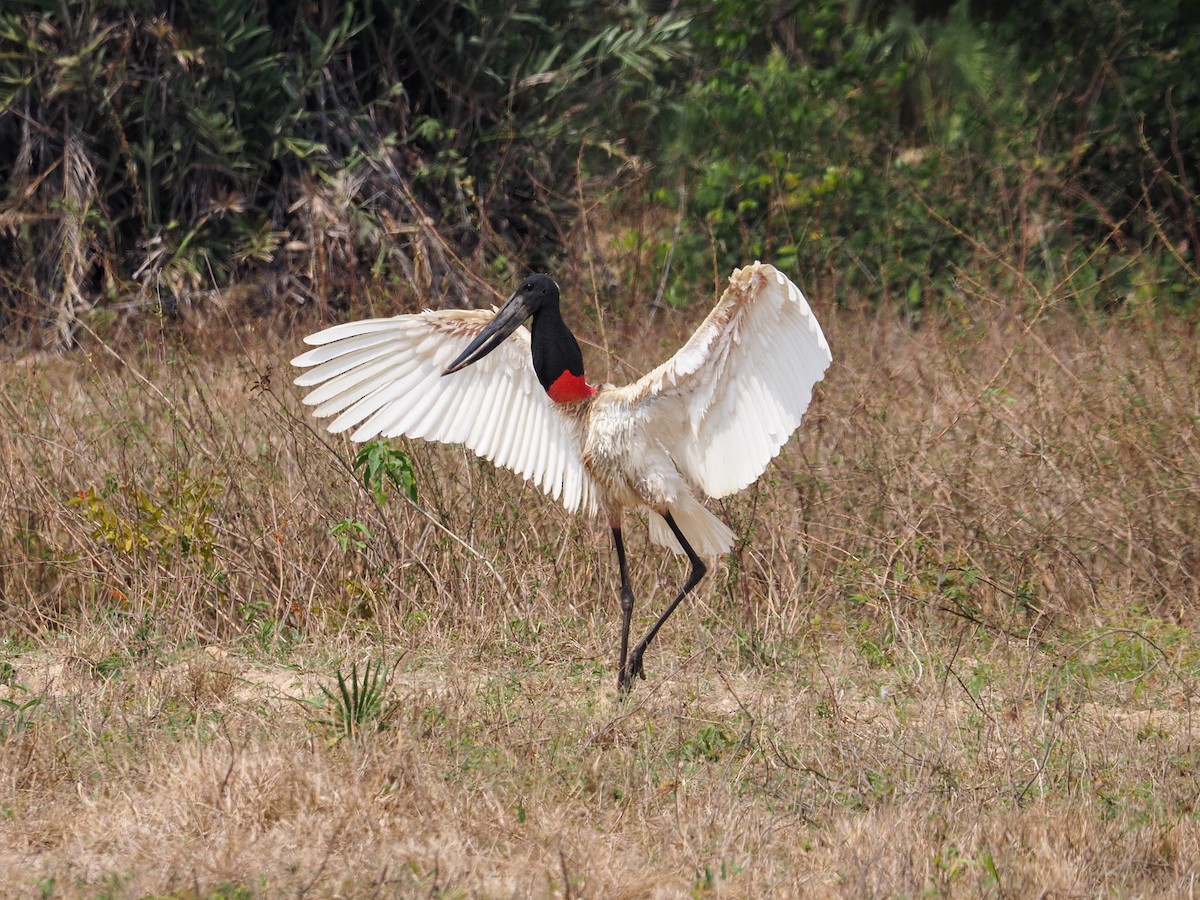 Jabiru - ML617873755