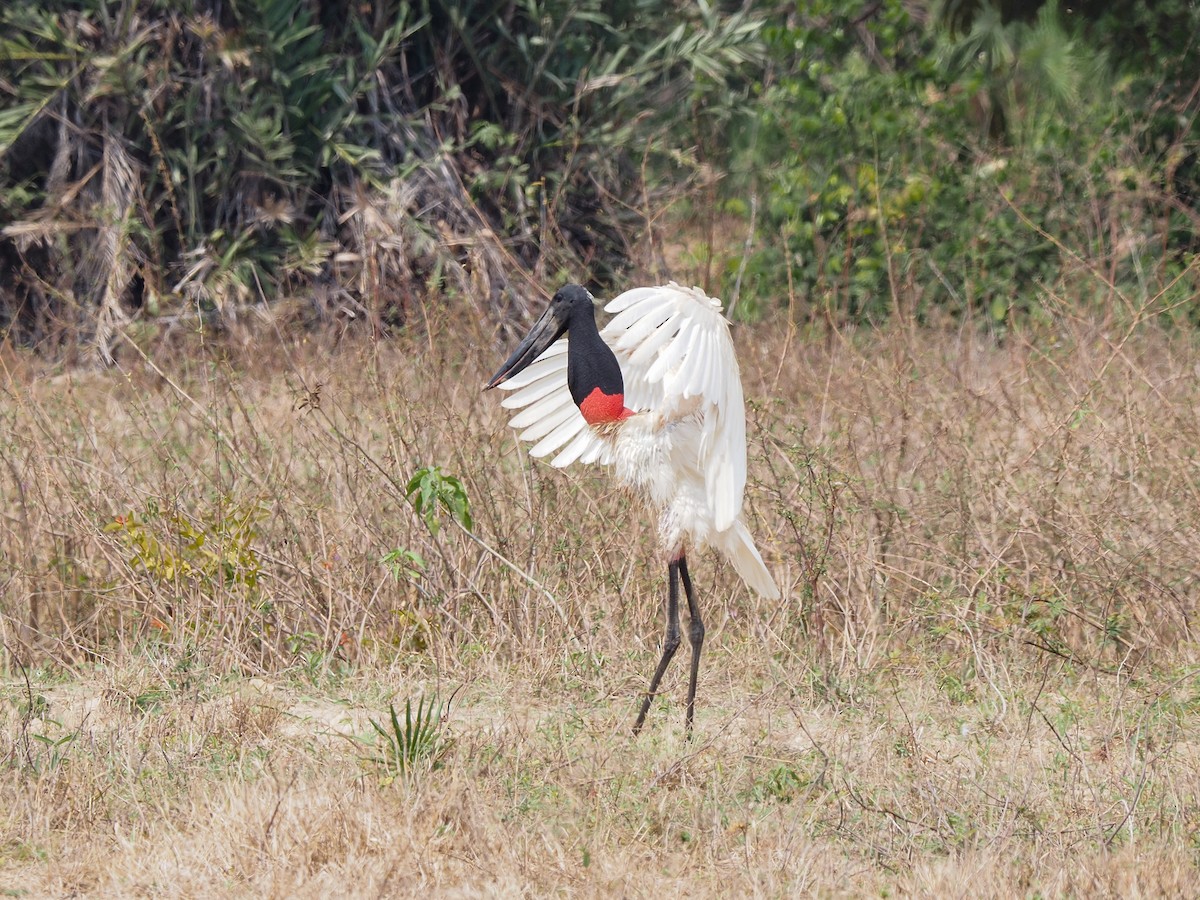 Jabiru - ML617873757