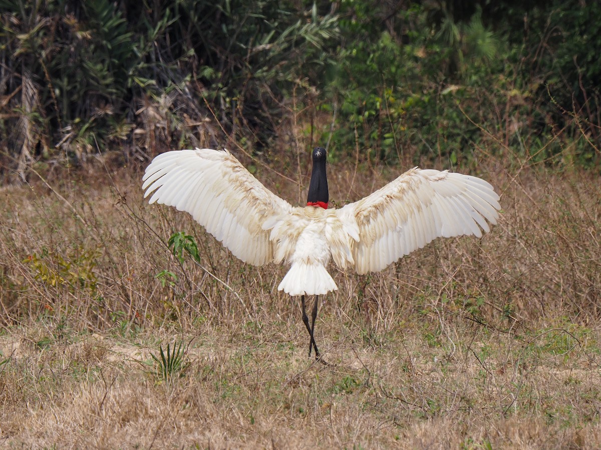 Jabiru - ML617873759