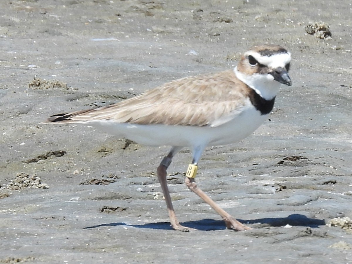 Wilson's Plover - ML617873778