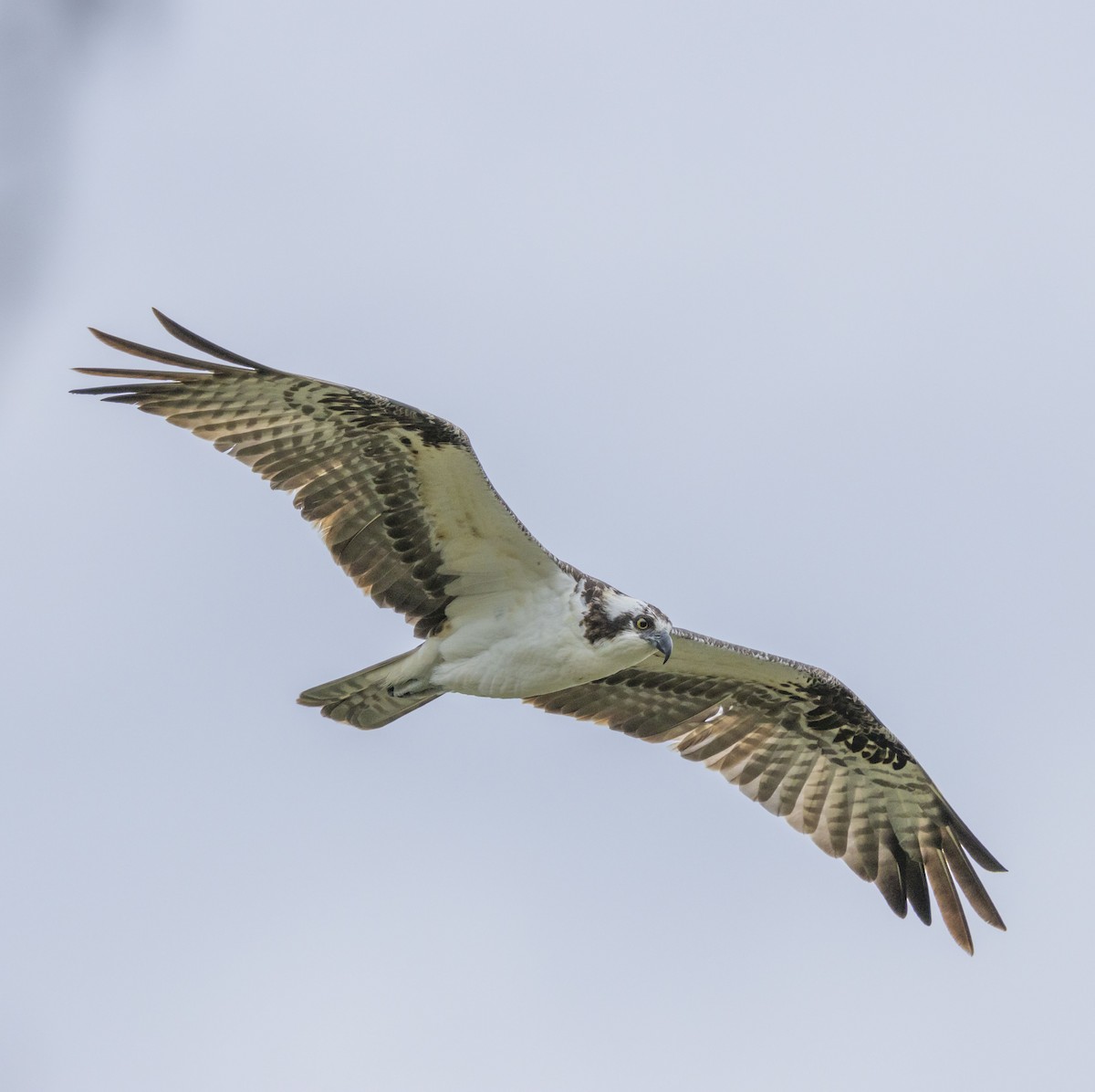 Balbuzard pêcheur - ML617873791