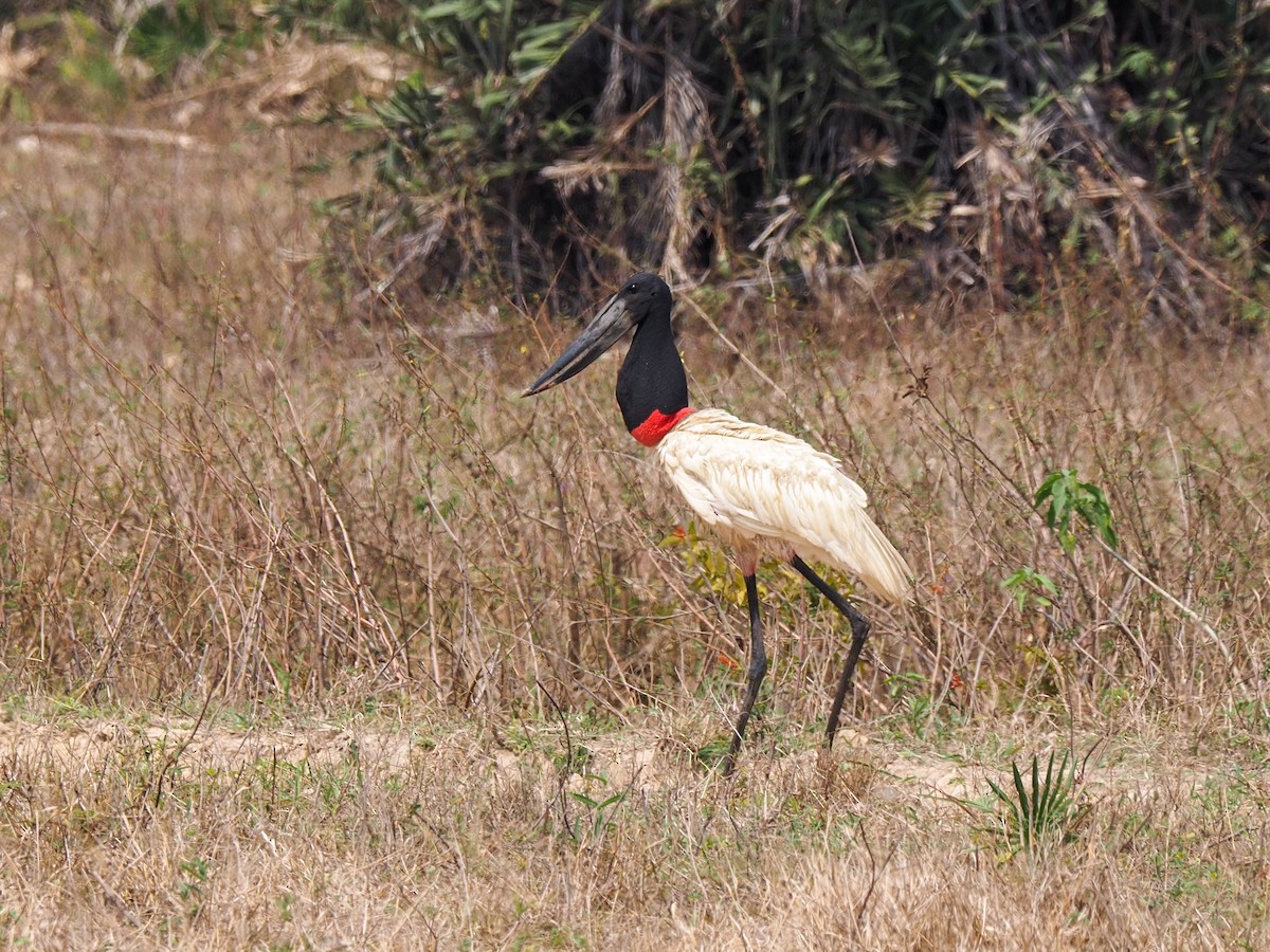 Jabiru - ML617873807
