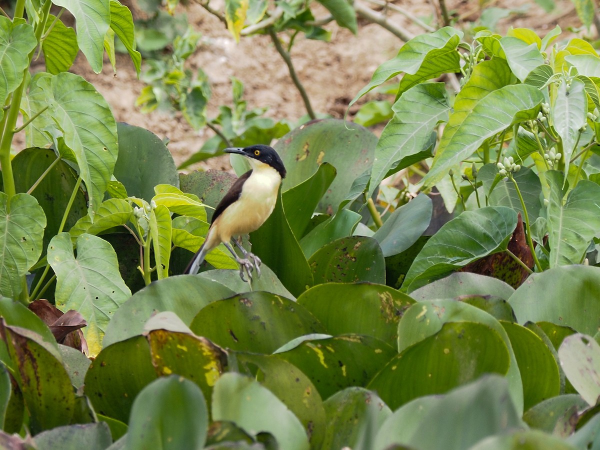 Black-capped Donacobius - ML617873858