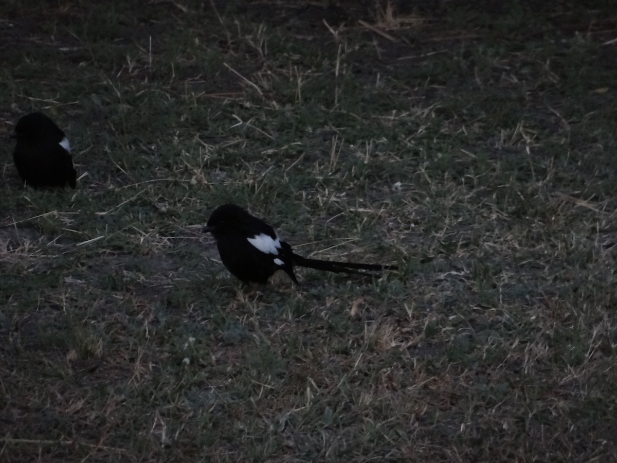 Magpie Shrike - ML617873863