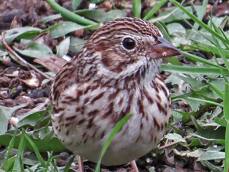 Vesper Sparrow - ML617873871