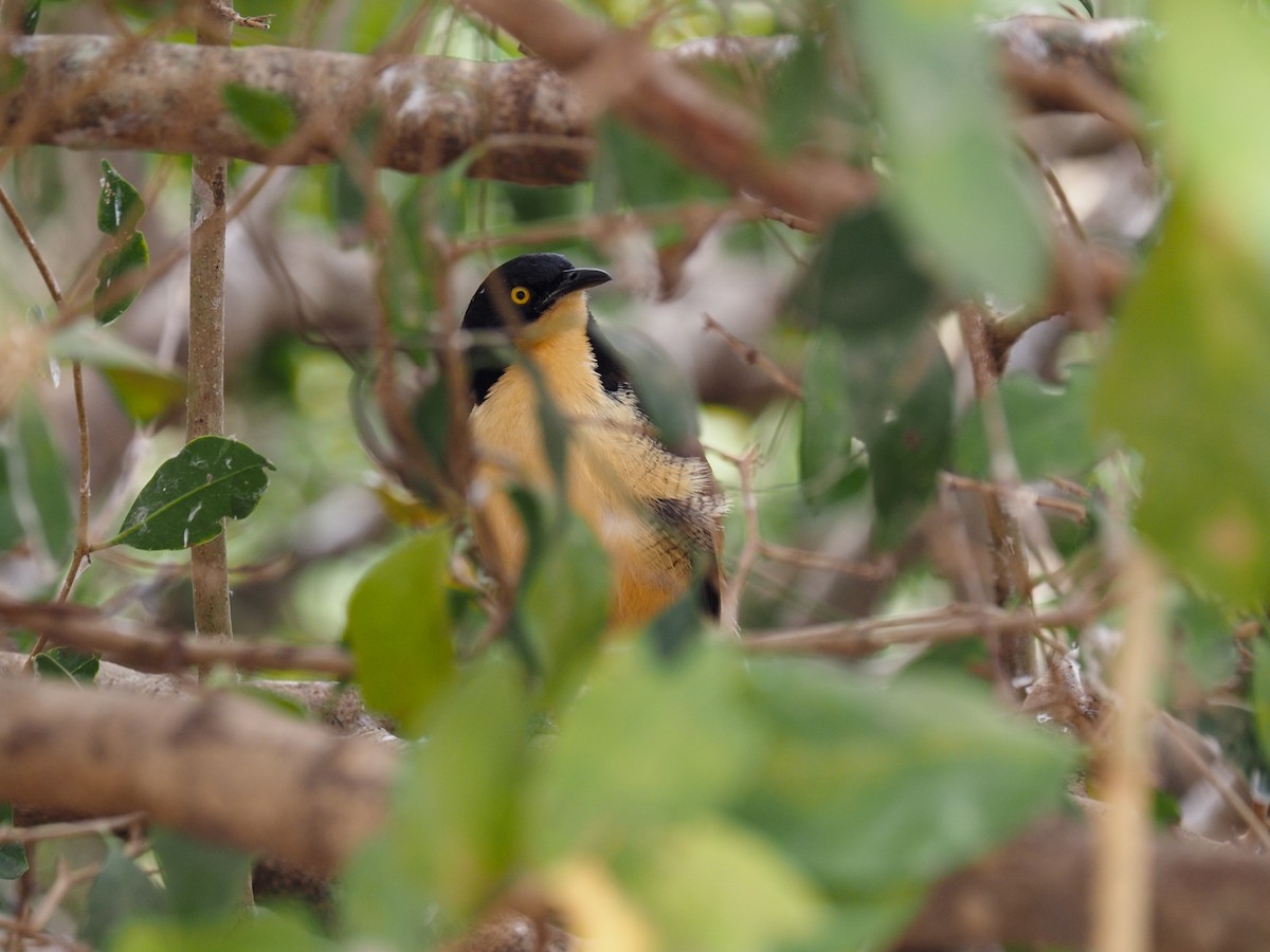 Black-capped Donacobius - ML617873872