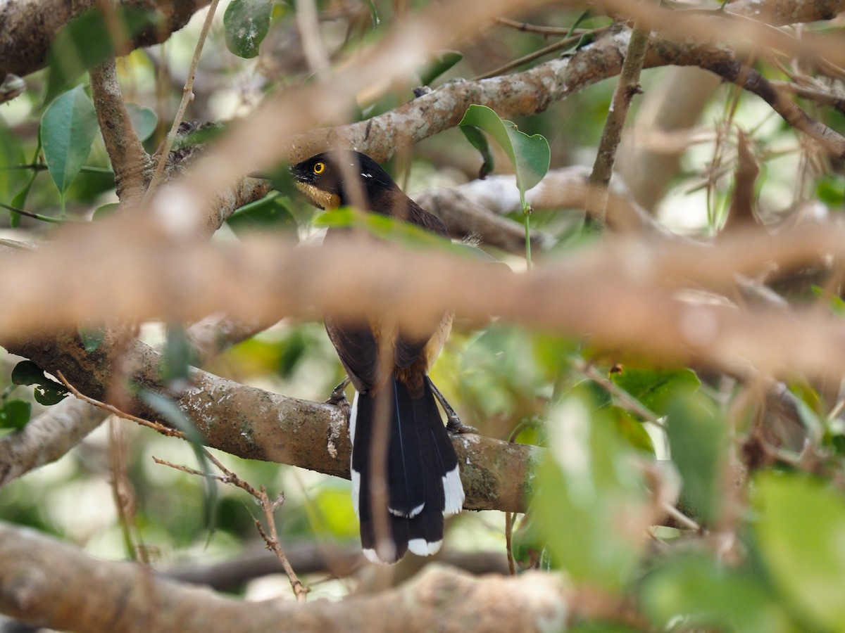 Black-capped Donacobius - ML617873881