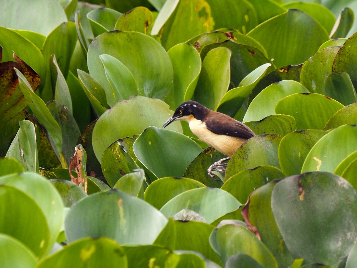 Black-capped Donacobius - ML617873891
