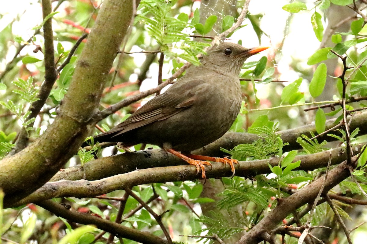 Chiguanco Thrush - Miguel Angel Bean