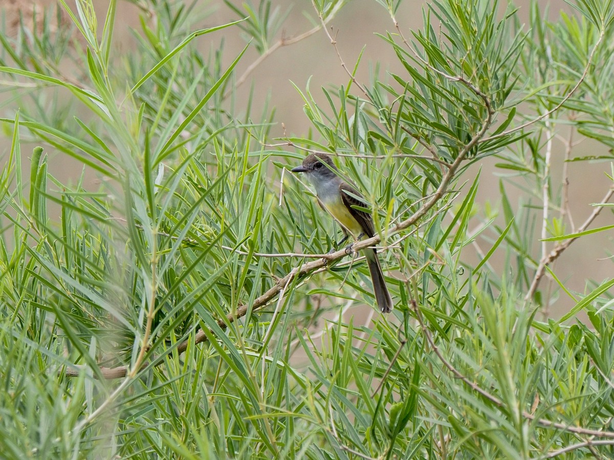 Myiarchus sp. - ML617873967