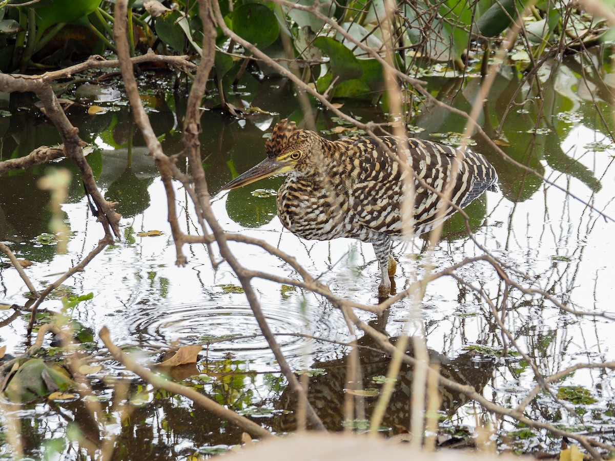 Rufescent Tiger-Heron - ML617873982