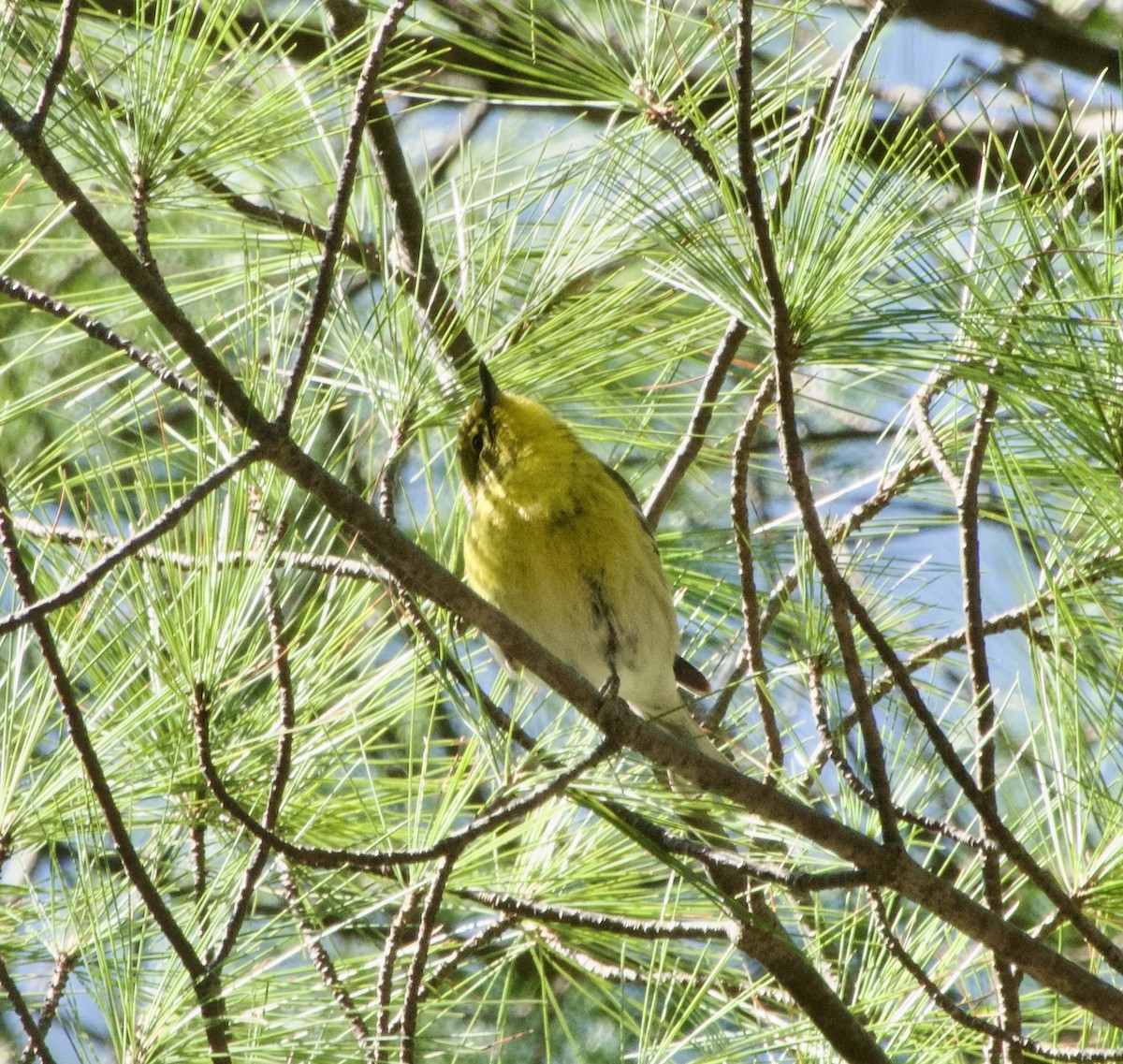 Pine Warbler - ML617873997