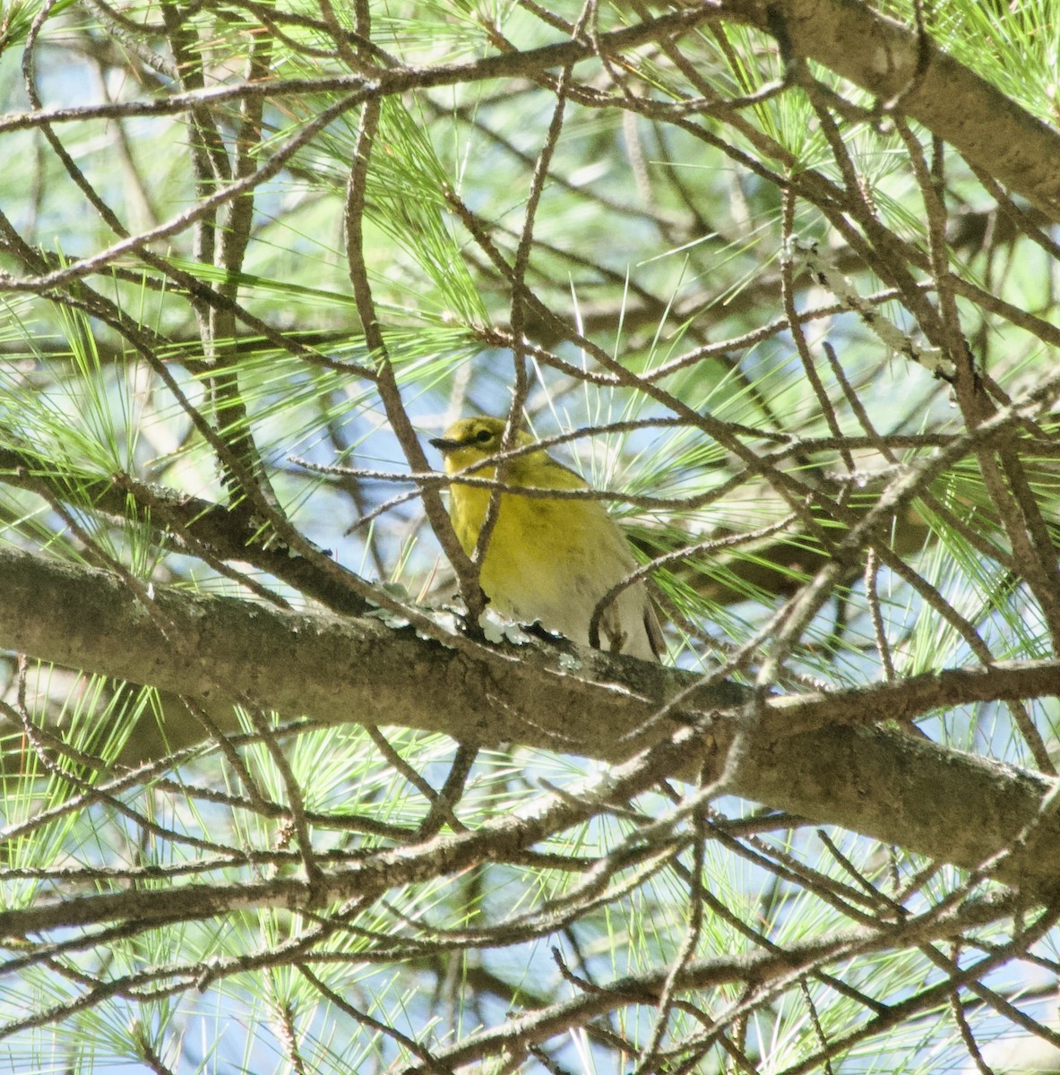 Pine Warbler - ML617873998