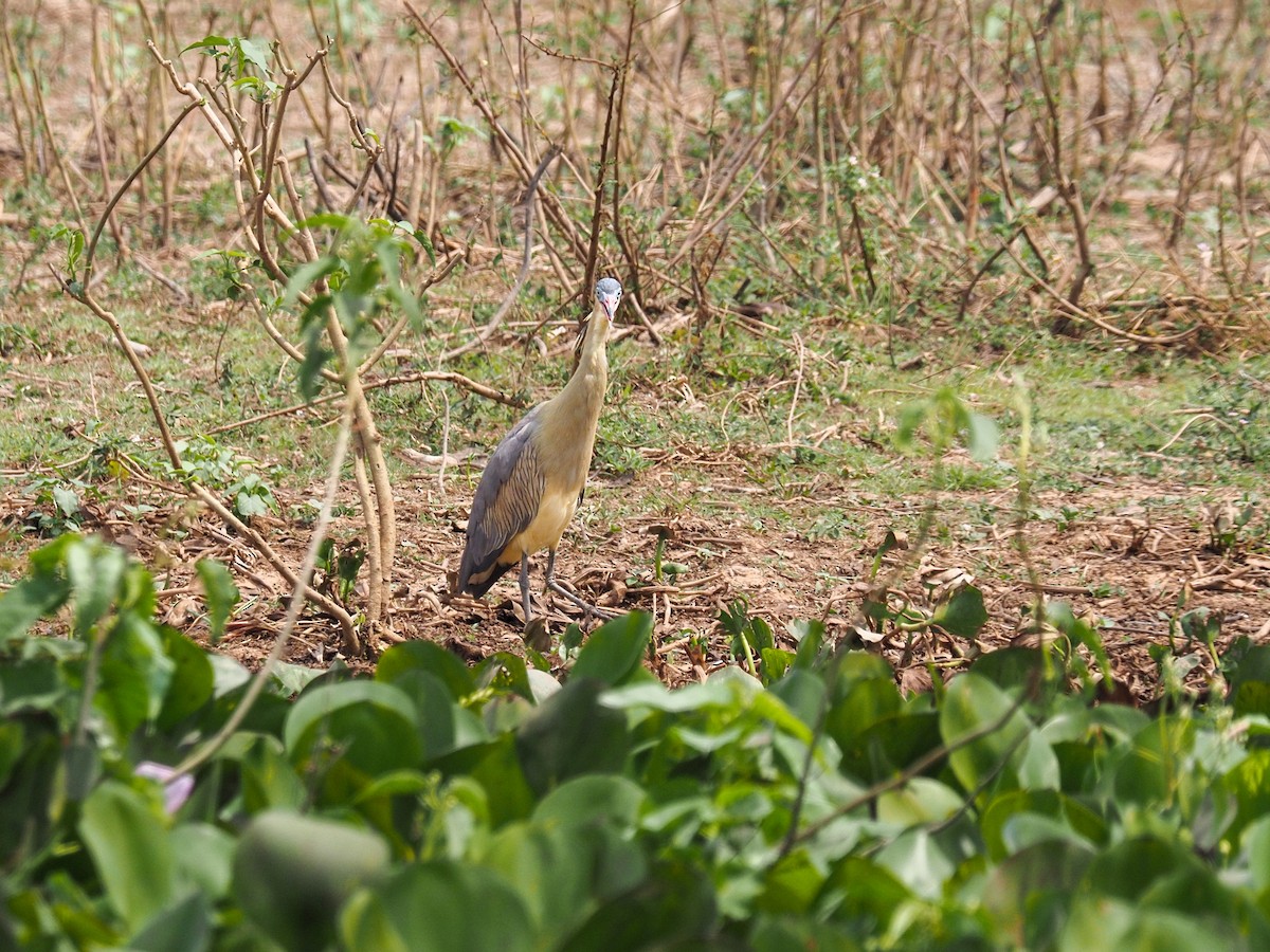 Whistling Heron - ML617874004