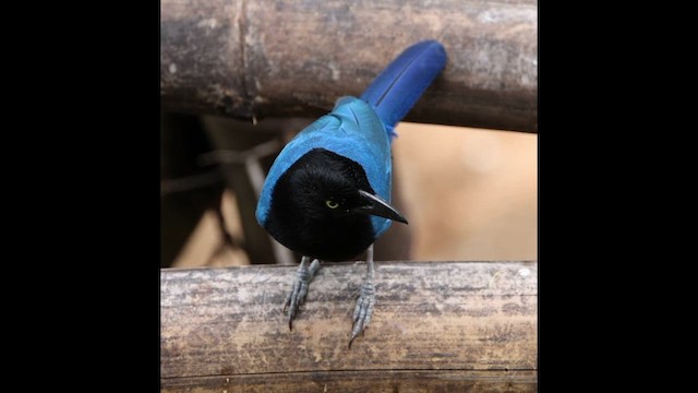 San Blas Jay - ML617874006