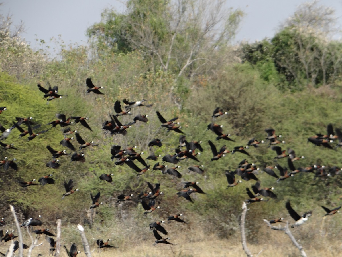 White-faced Whistling-Duck - ML617874007