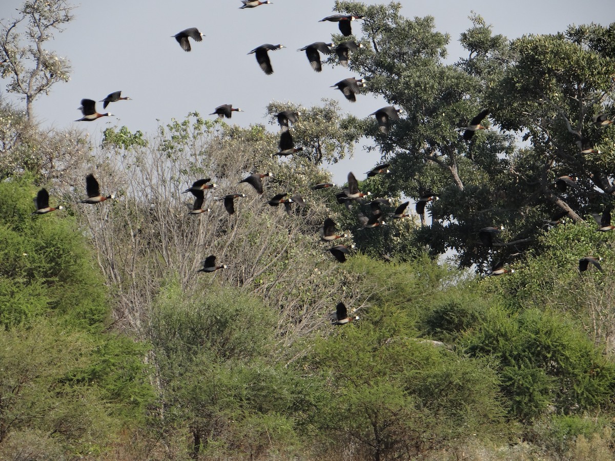 White-faced Whistling-Duck - Miguel Angel Benedicto