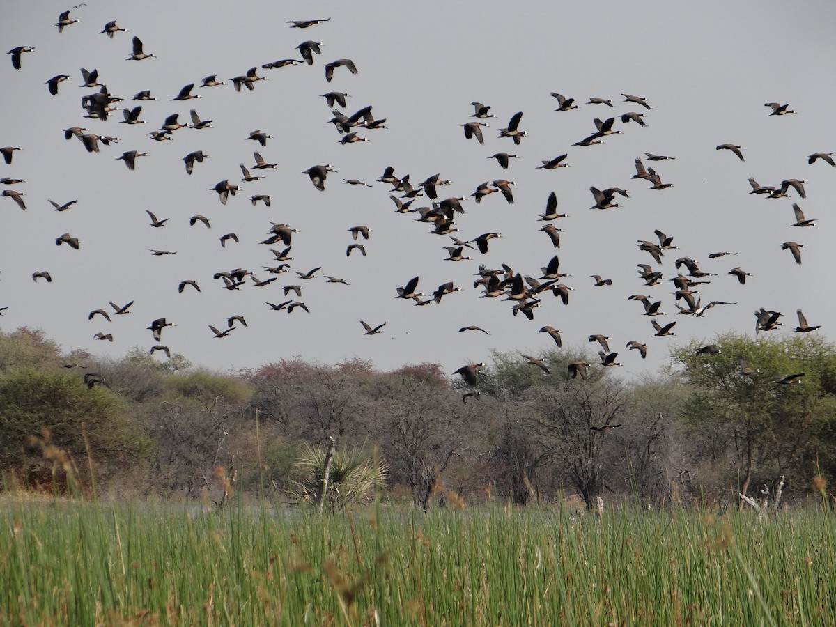 White-faced Whistling-Duck - Miguel Angel Benedicto