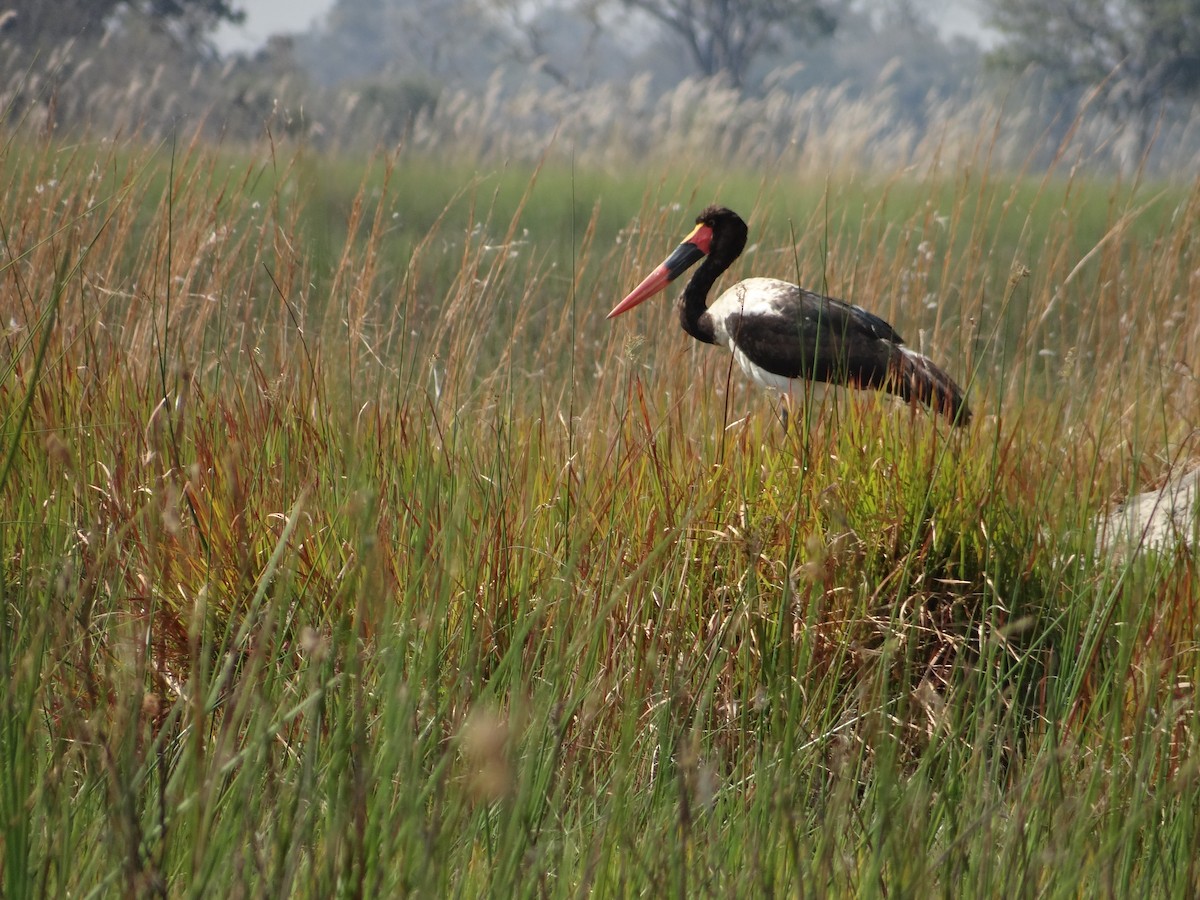 Saddle-billed Stork - ML617874016