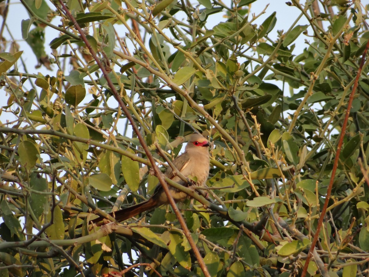 Red-faced Mousebird - ML617874057