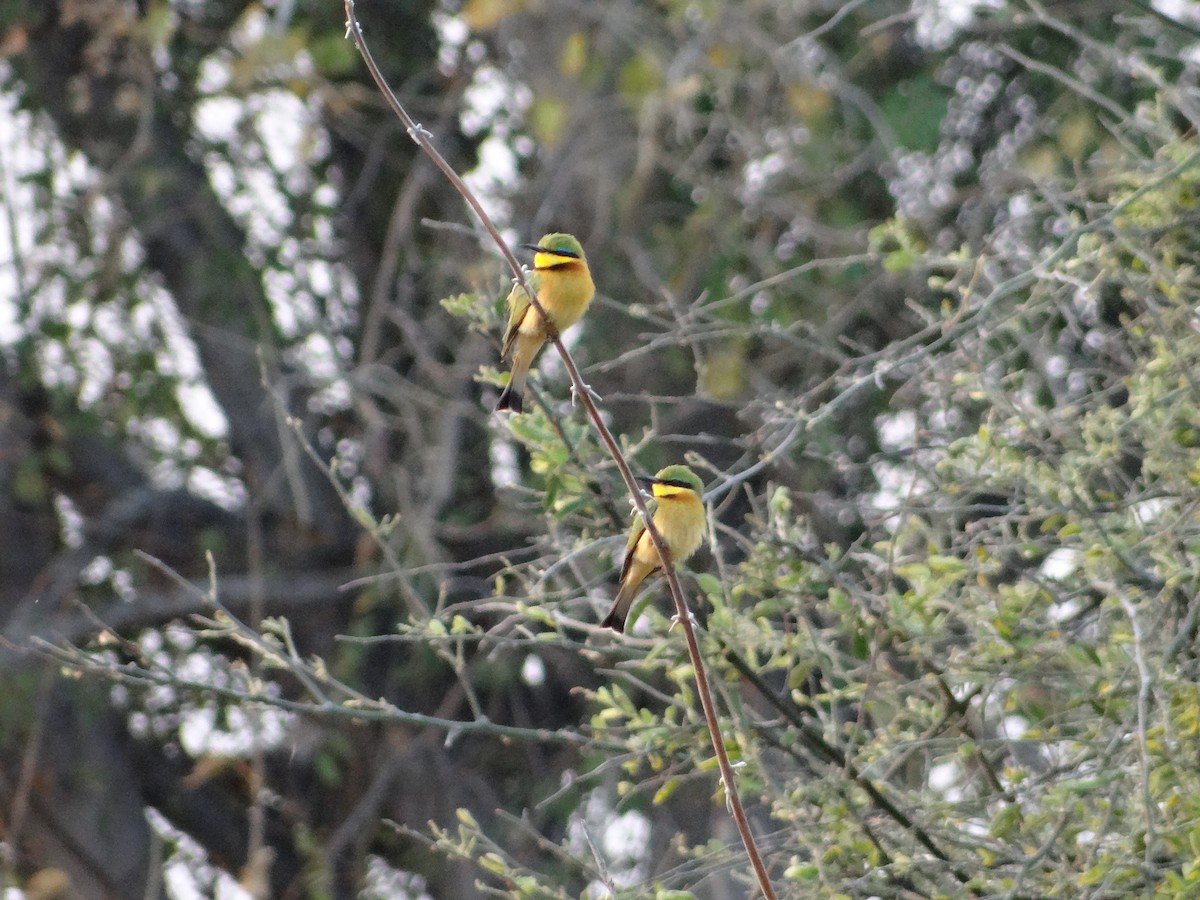 Little Bee-eater - ML617874062