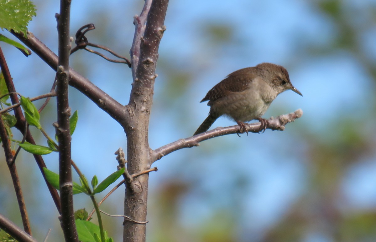 House Wren - Toby Hardwick