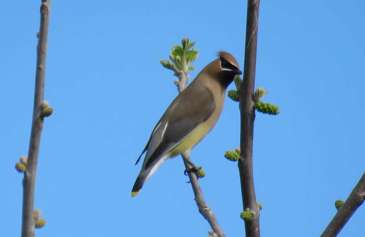 Cedar Waxwing - Toby Hardwick