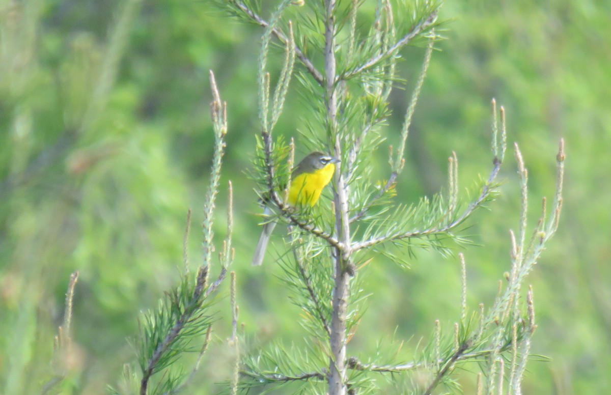 Yellow-breasted Chat - Toby Hardwick