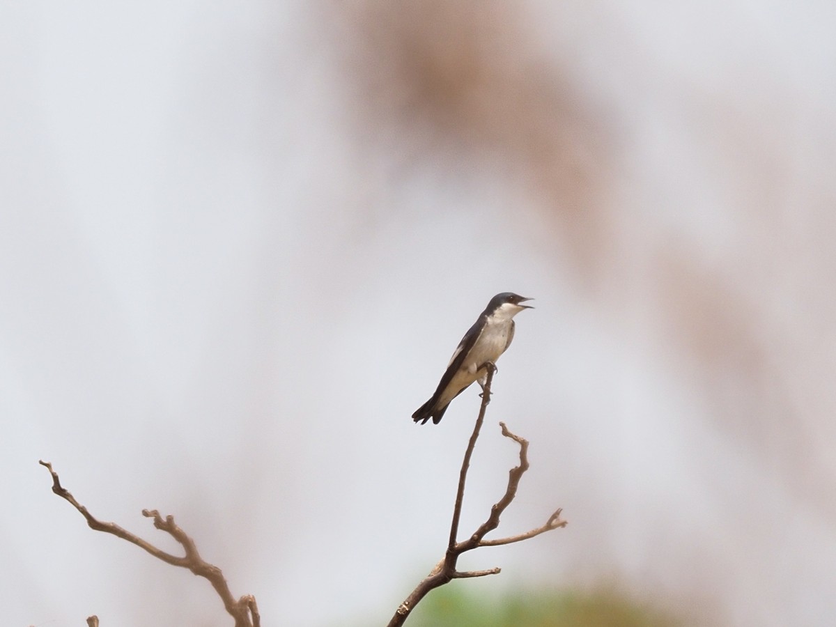 White-winged Swallow - ML617874118