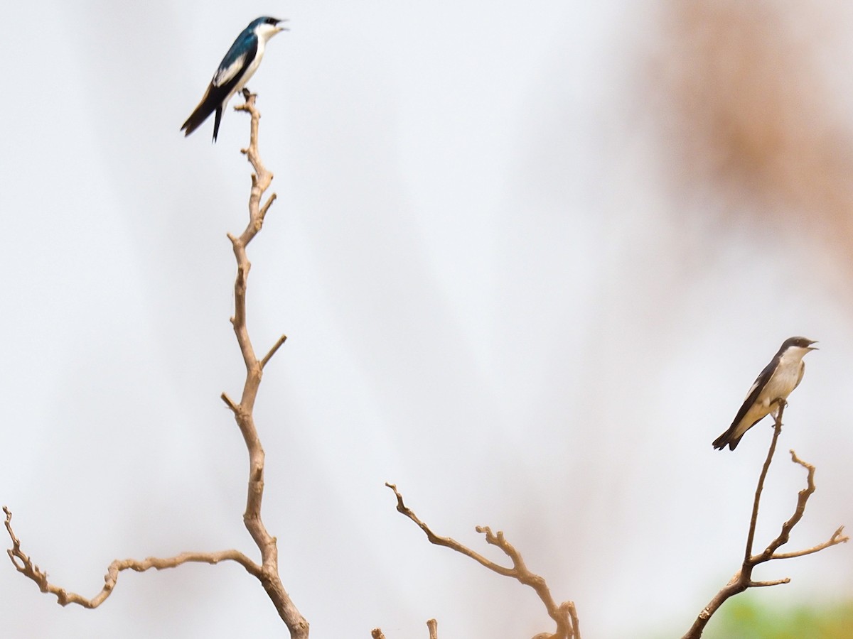 White-winged Swallow - ML617874119