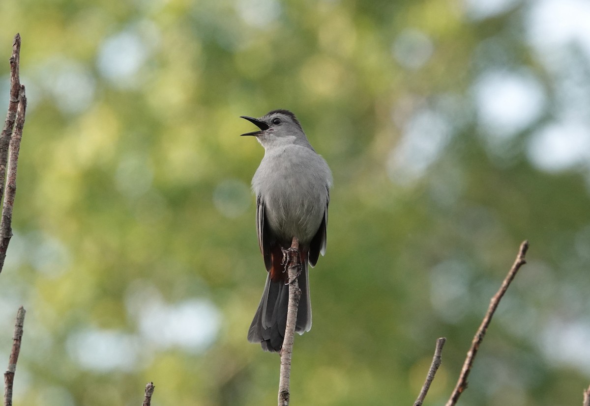 Gray Catbird - ML617874120