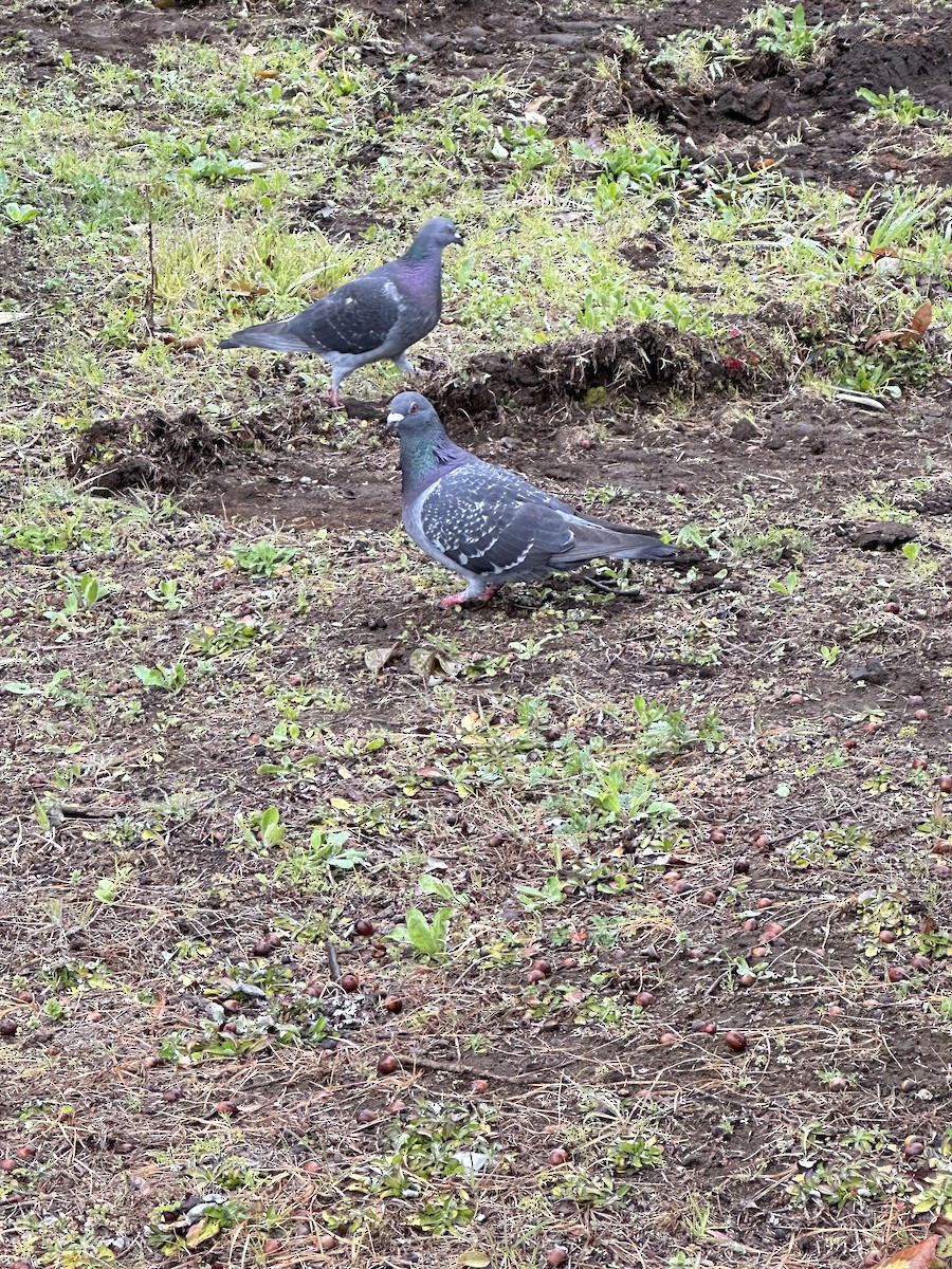 Rock Pigeon (Feral Pigeon) - ML617874123