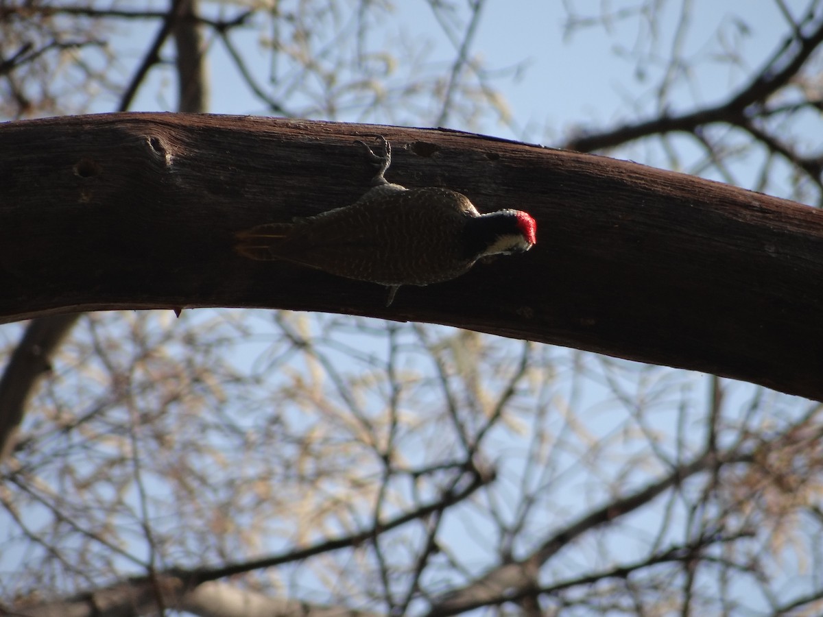 Bearded Woodpecker - ML617874139