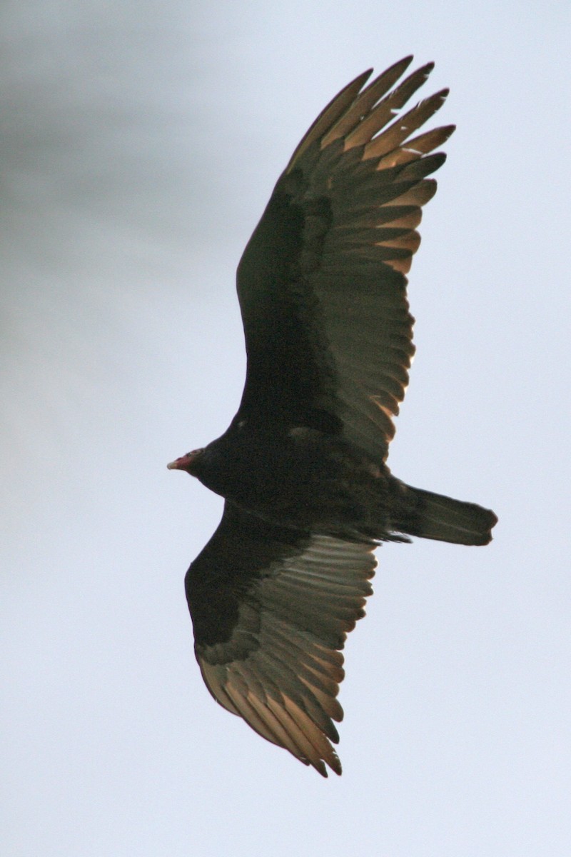 Turkey Vulture - ML617874142