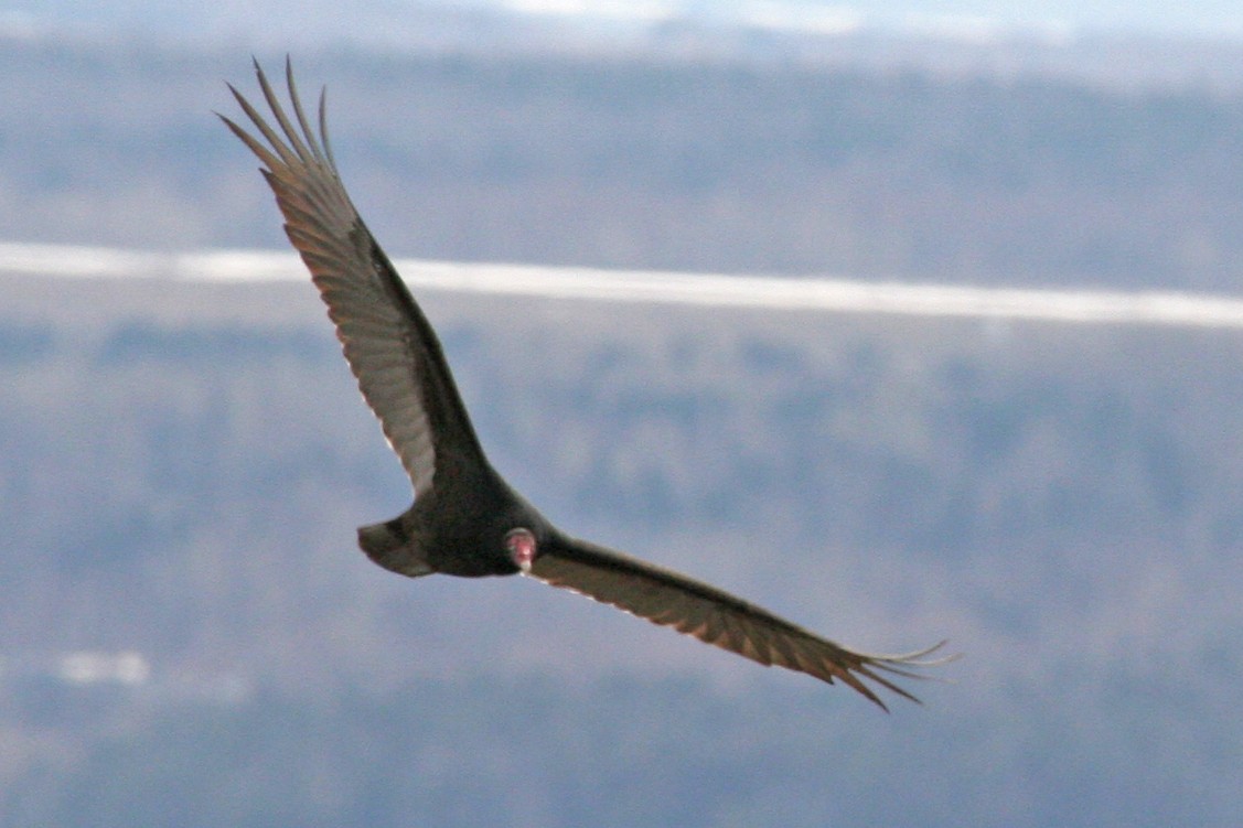Turkey Vulture - ML617874145
