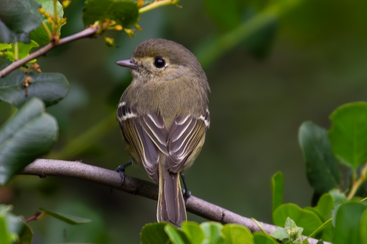 Hutton's Vireo - Mathias Kuhlmann