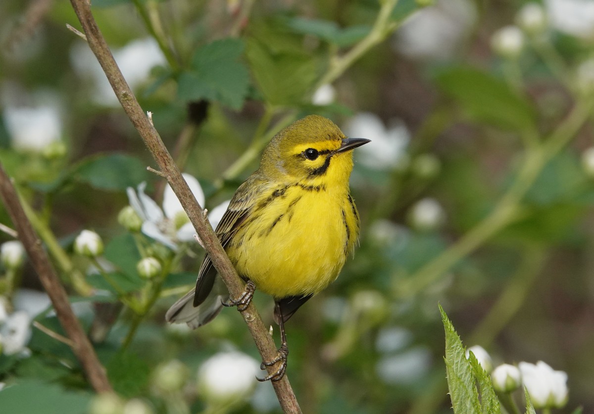 Prairie Warbler - ML617874154